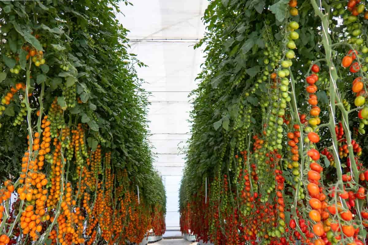 Contract Farming for Greenhouse Vegetables and Flowers
