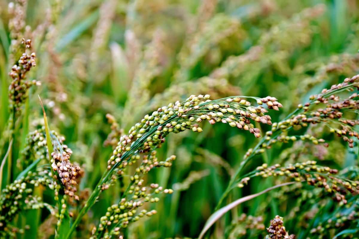 Effective Weed Management for Millet Farming