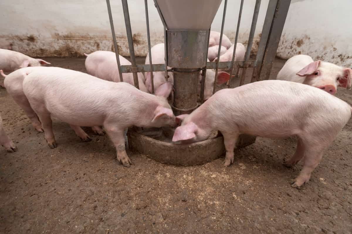 Ethiopia Pig Farming Business Plan