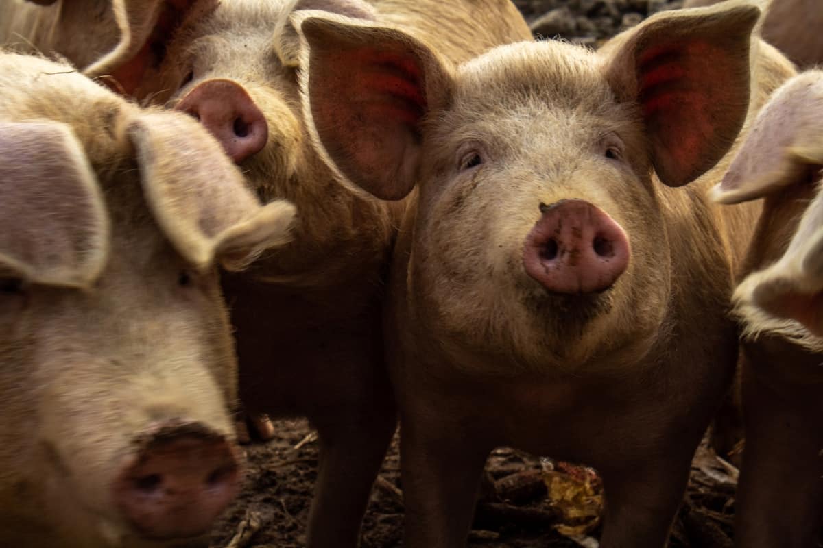 Pigs on Farm
