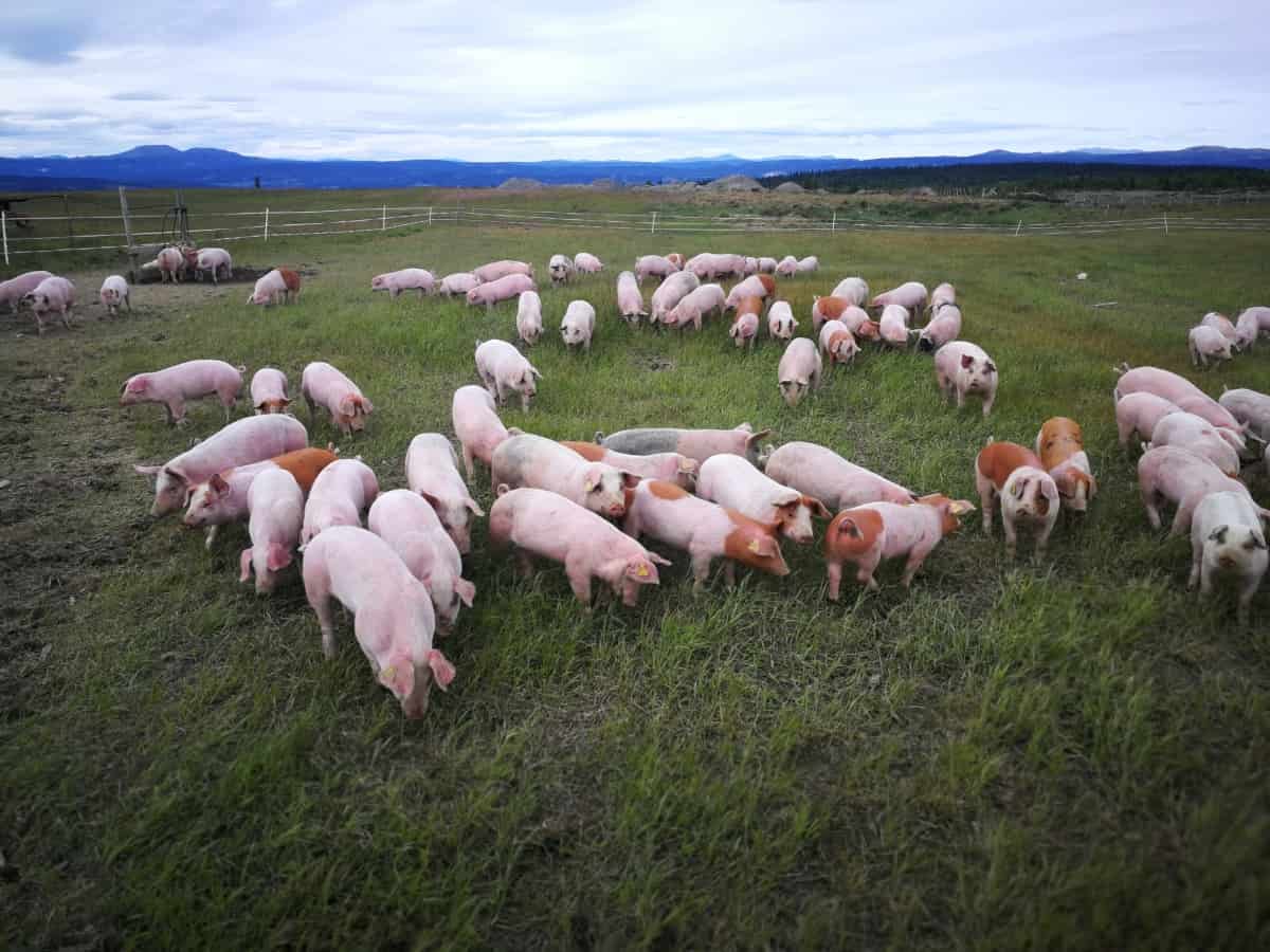 Herd of Pigs
