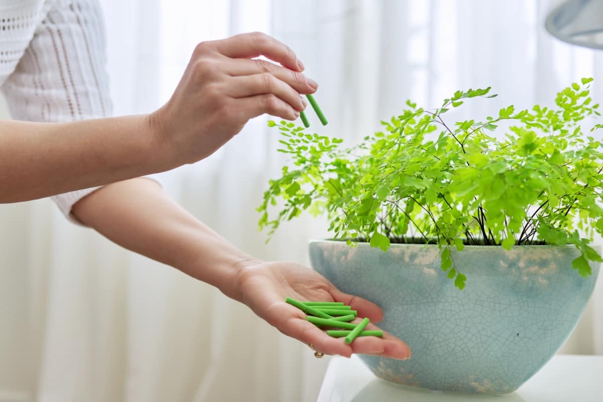 Fertilizer for Indoor Plants