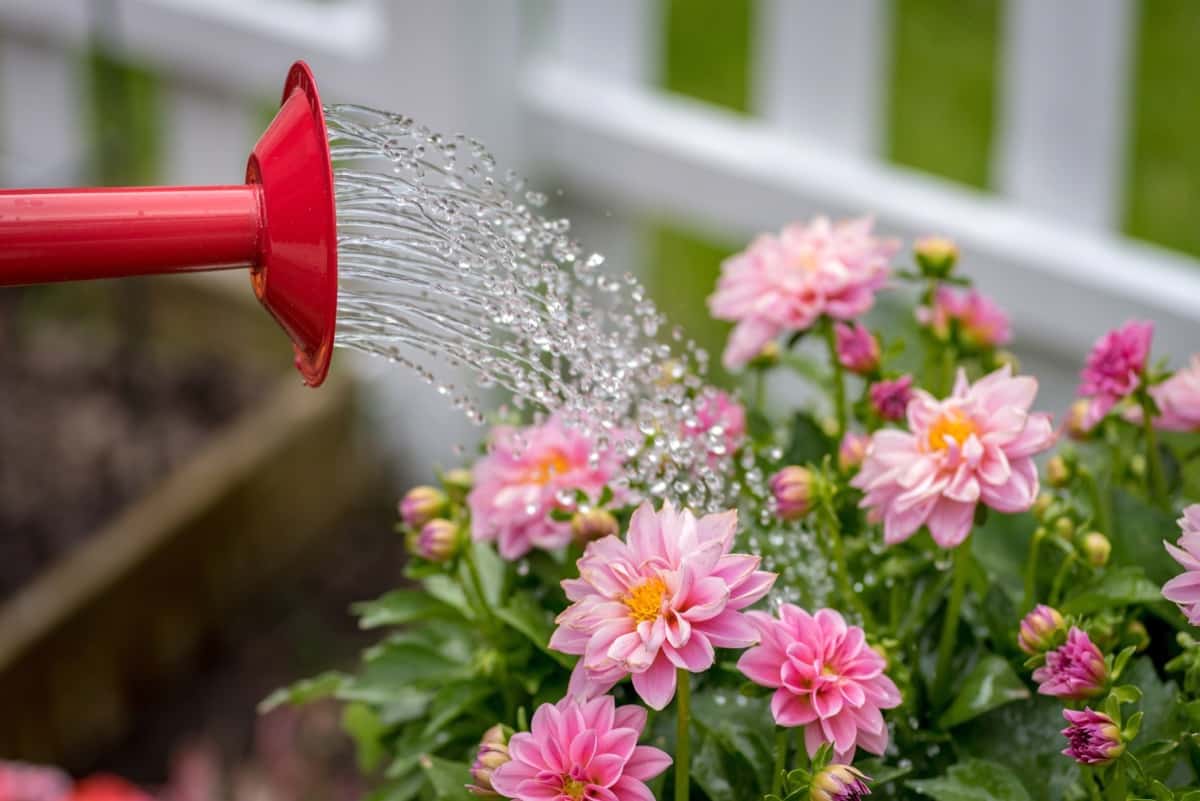 Watering Flower Plants