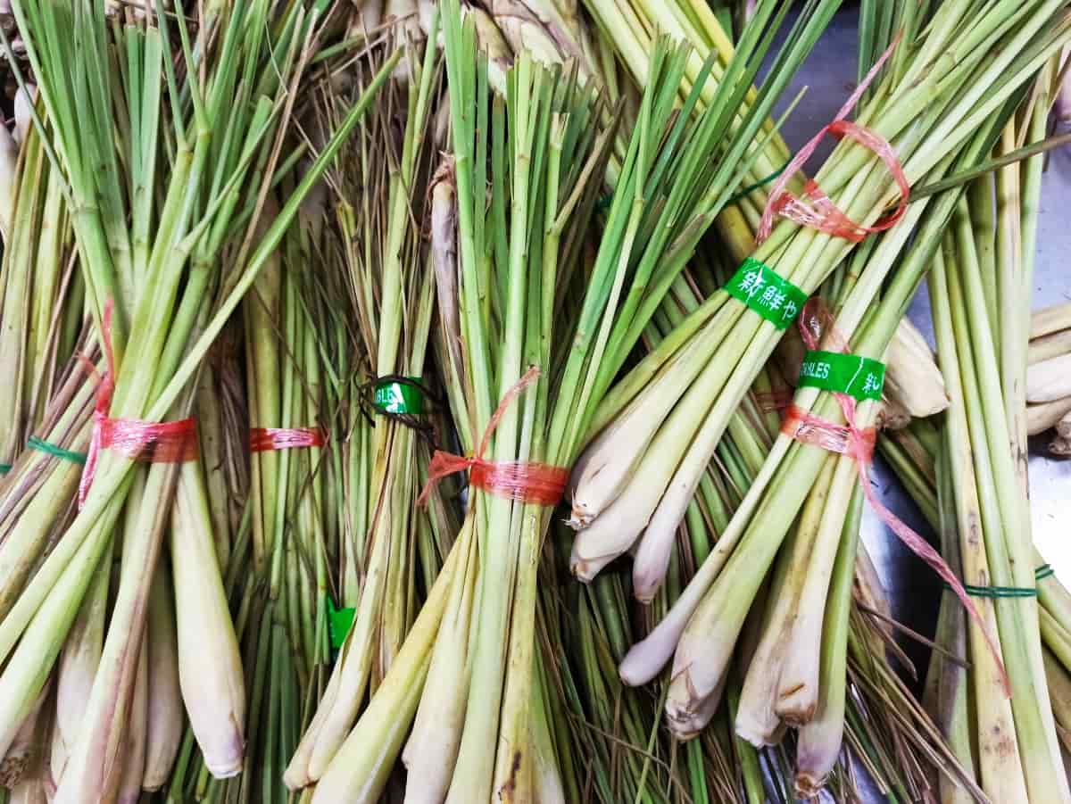 Frequently Asked Questions About Growing Lemongrass