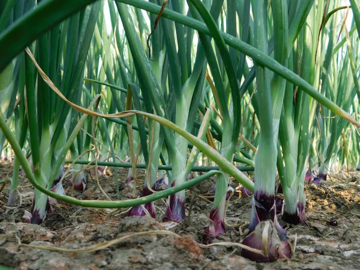 Fungal Diseases in Onion Plants
