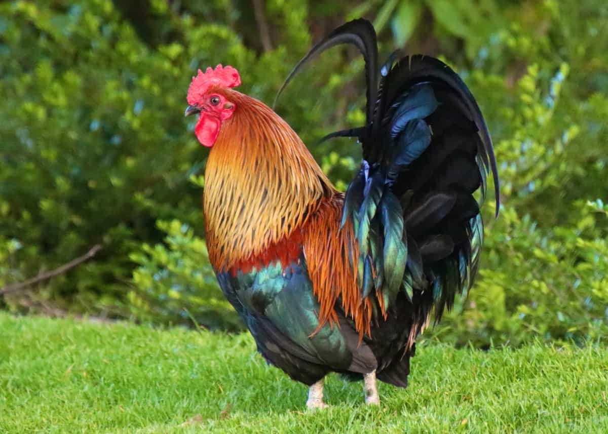 Green-Legged Partridge Chicken