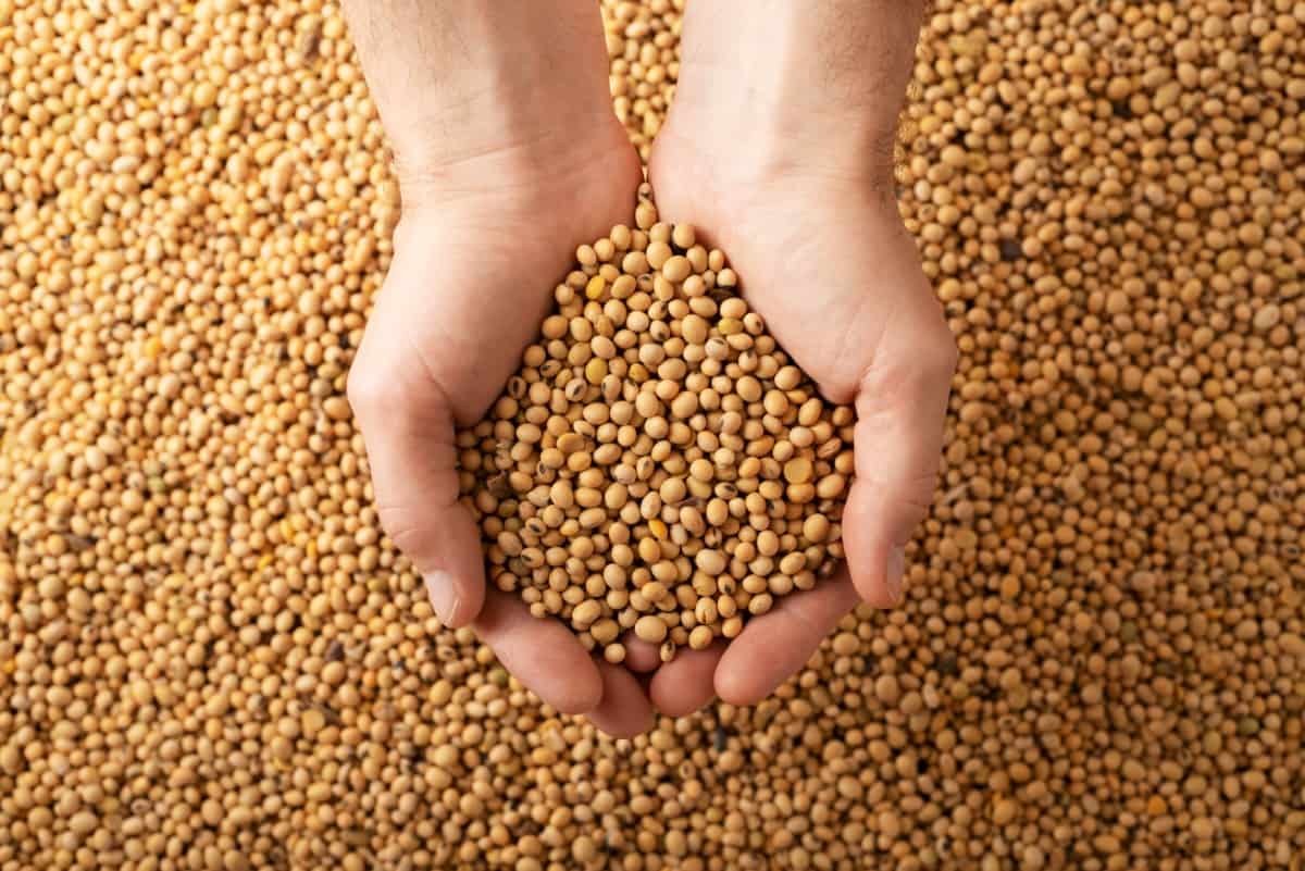 Grow Soybeans in Nebraska