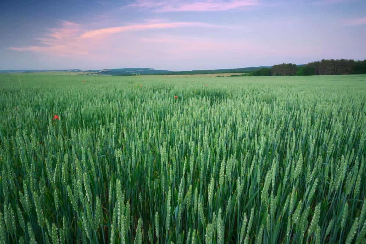 Grow Wheat in Nebraska