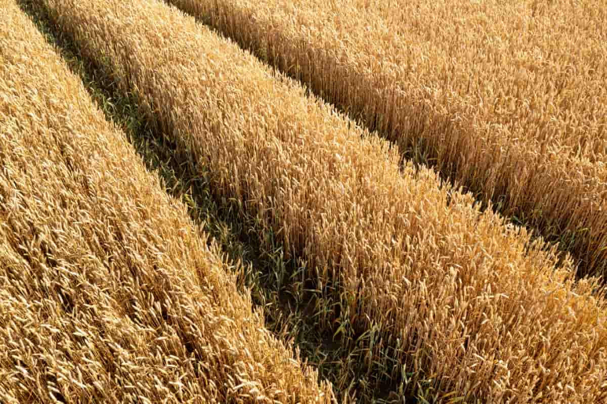 Wheat Farm