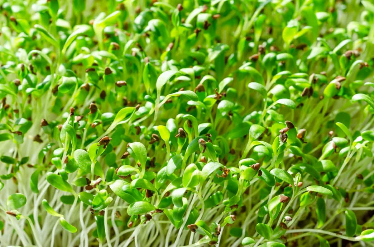 Guide for Growing Alfalfa Microgreens