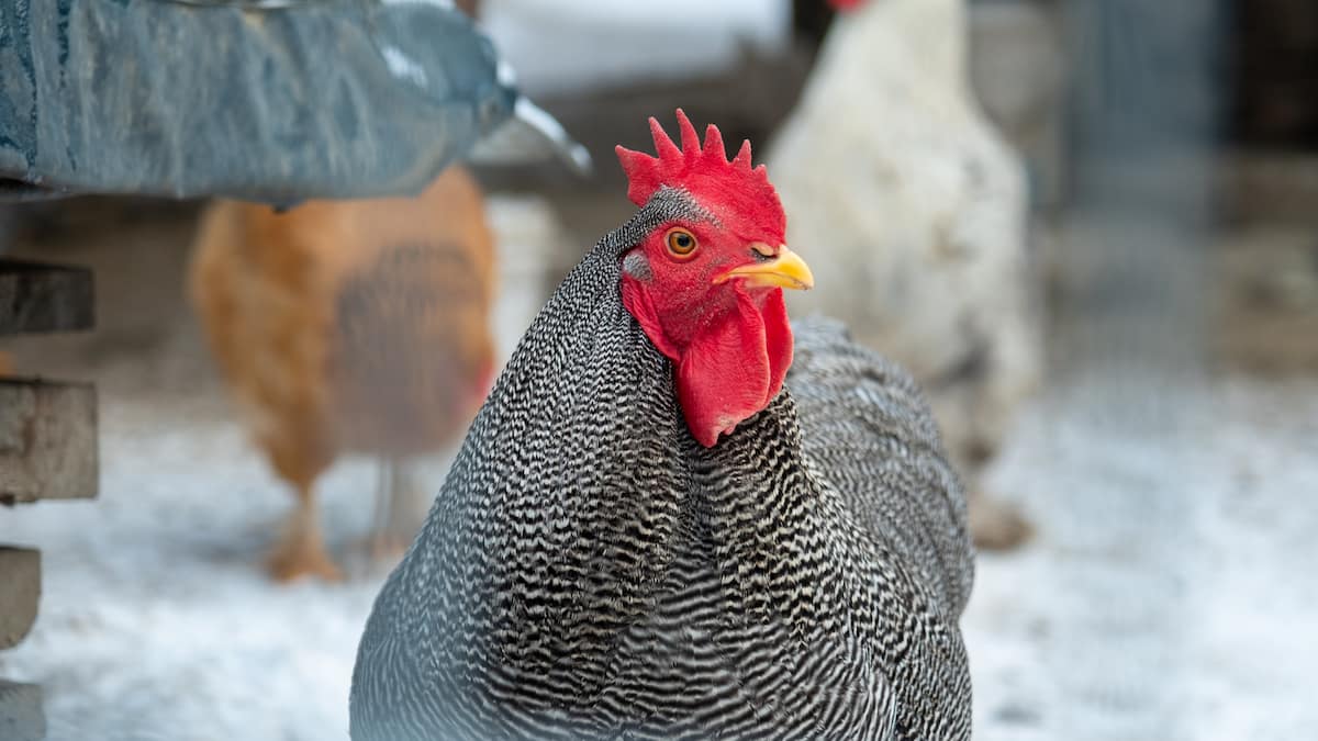 Grey Rooster