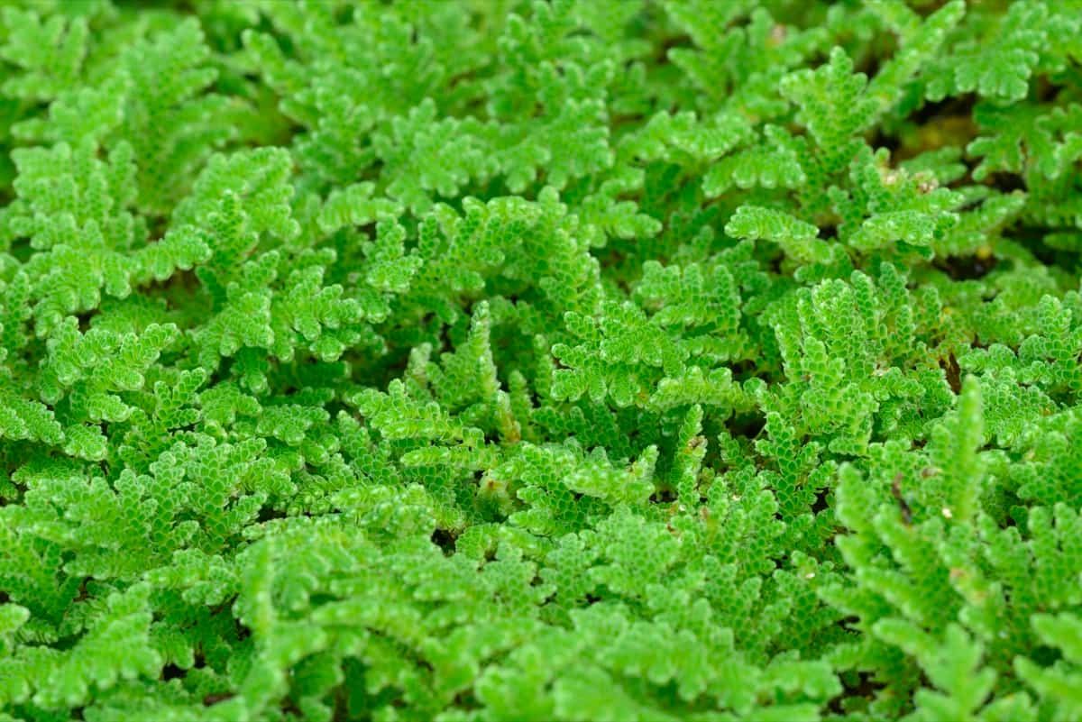 Guide to Azolla Fodder/Feed