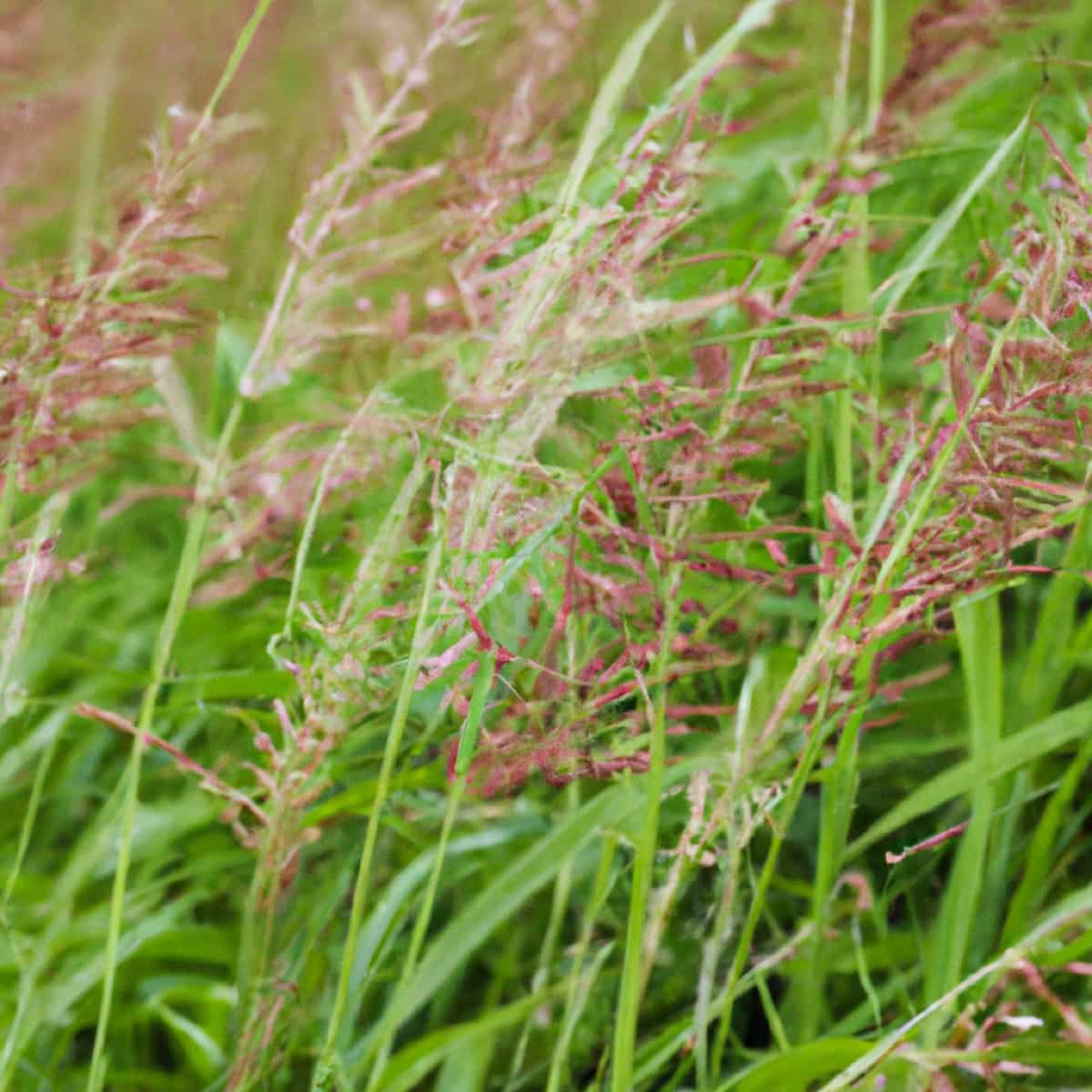 Grass Fodder