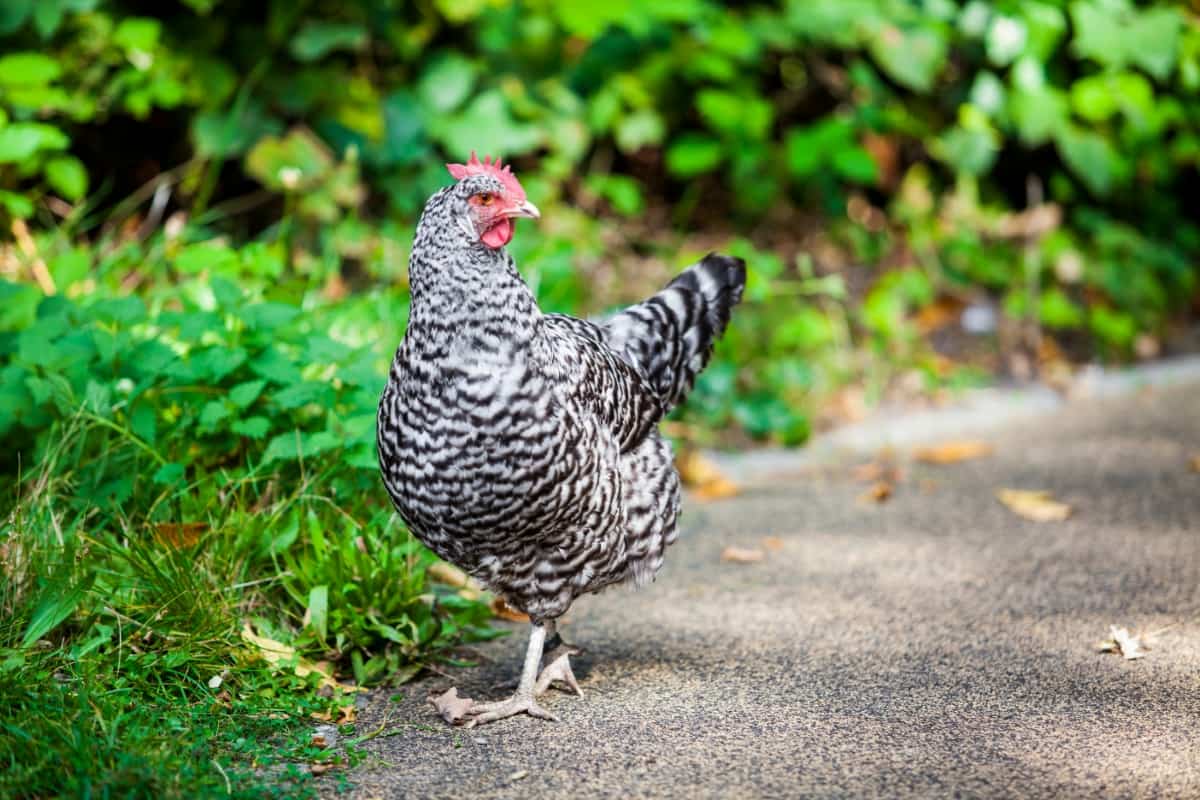 Guide to Kuroiler Chicken Breed