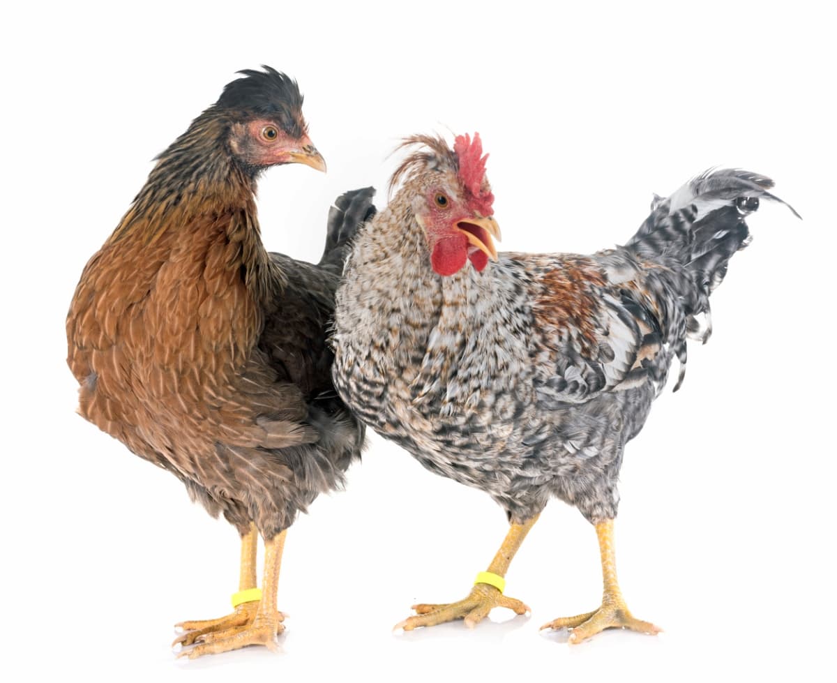 Guide to Legbar Chicken Breed