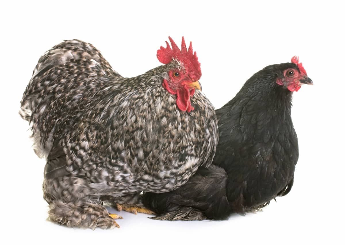 Guide to Pekin Chicken Breed
