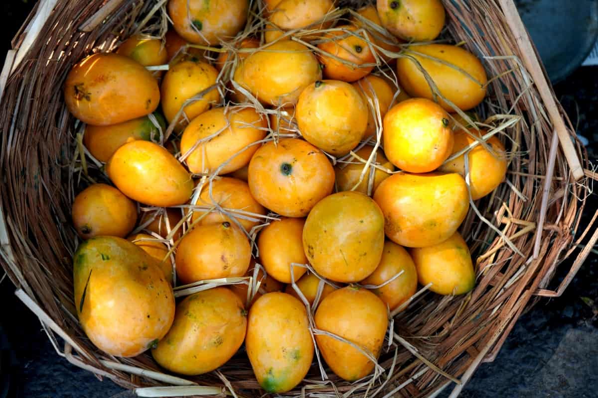Hapus/Alphonso Mango Farming