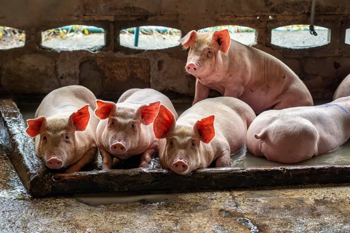Young Pigs in Hog Farms