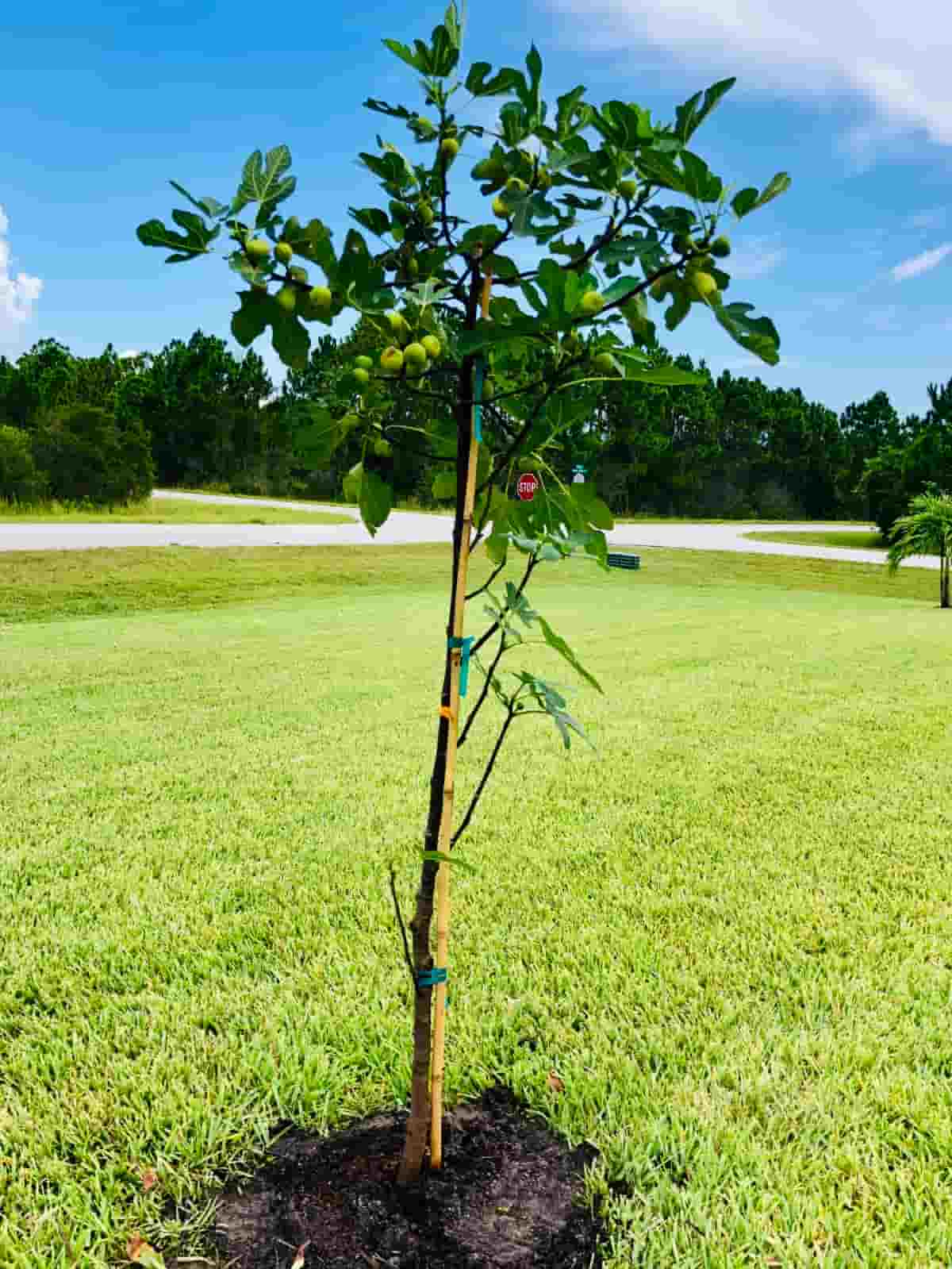 How to Bring a Fig Tree Out of Dormancy