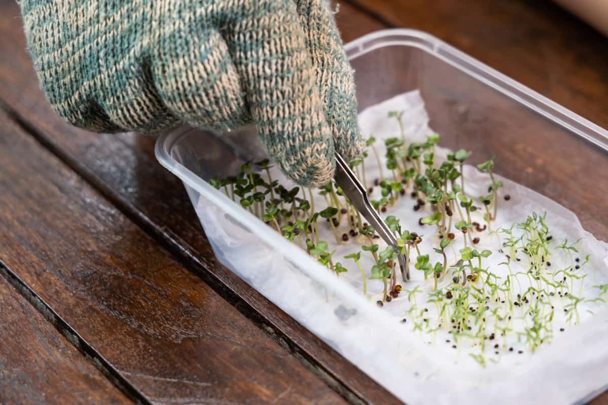 How to Germinate Microgreen Seeds in Paper Towel