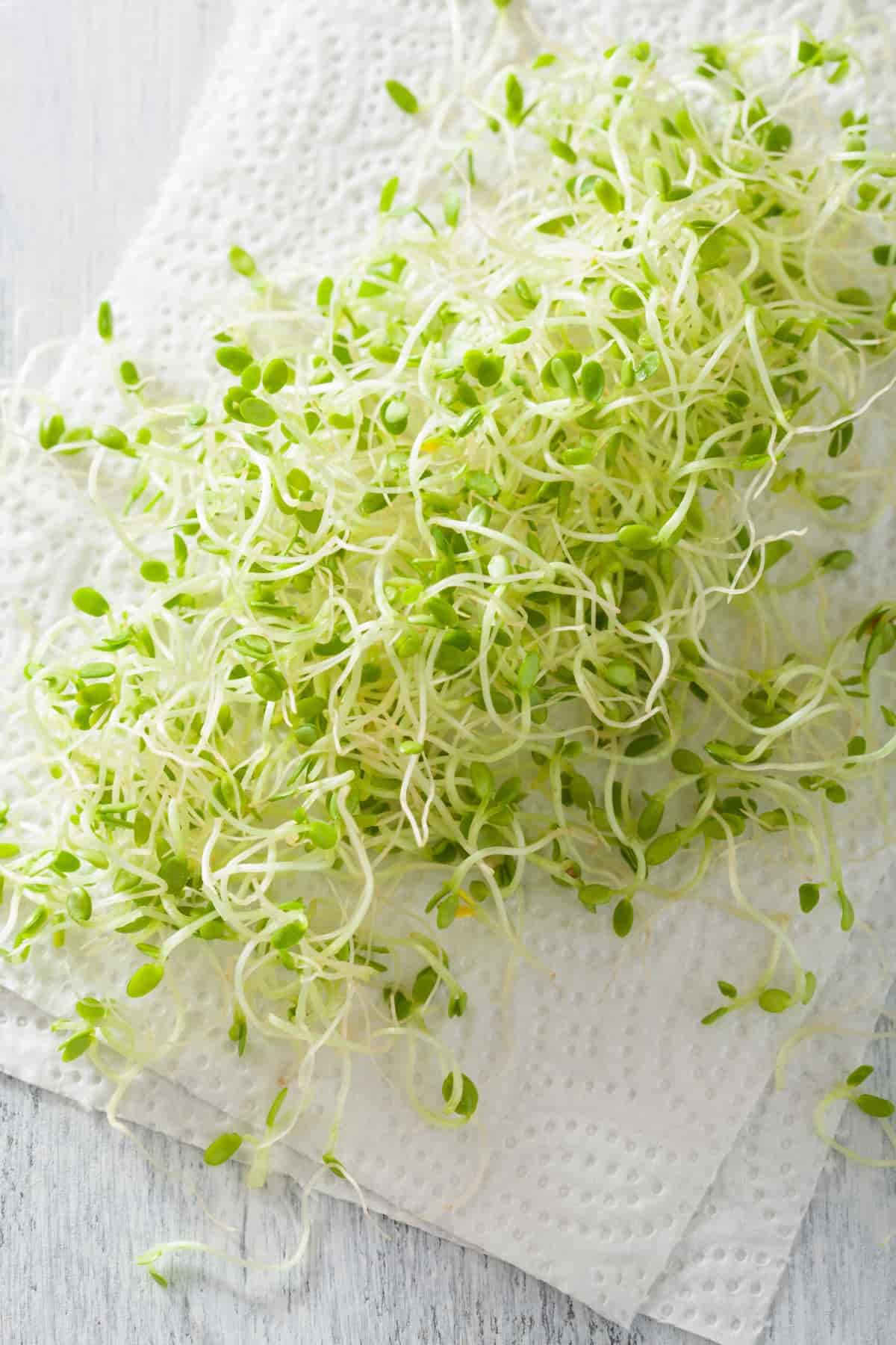 Fresh Clover Sprouts on Paper Towel