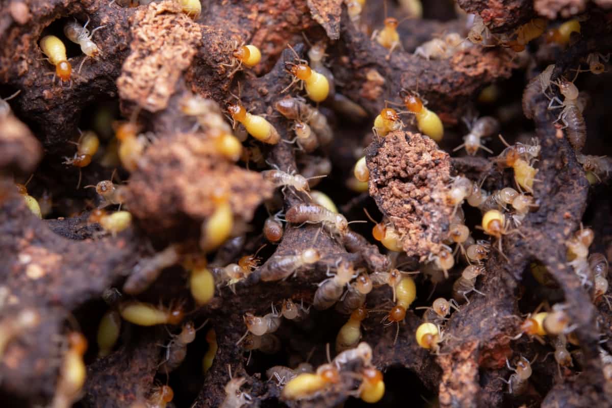 How to Get Rid of Termites in the Home Garden