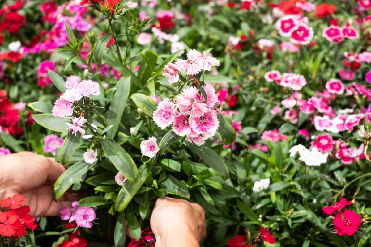 How to Grow Carnations in a Greenhouse
