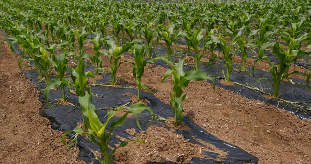 How to Grow Corn in Nebraska