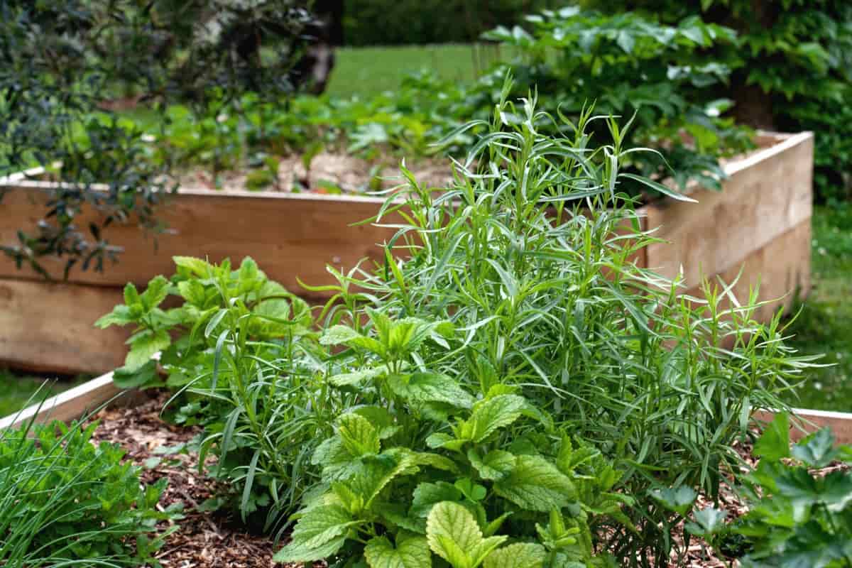 How to Grow Herbs on Raised Beds