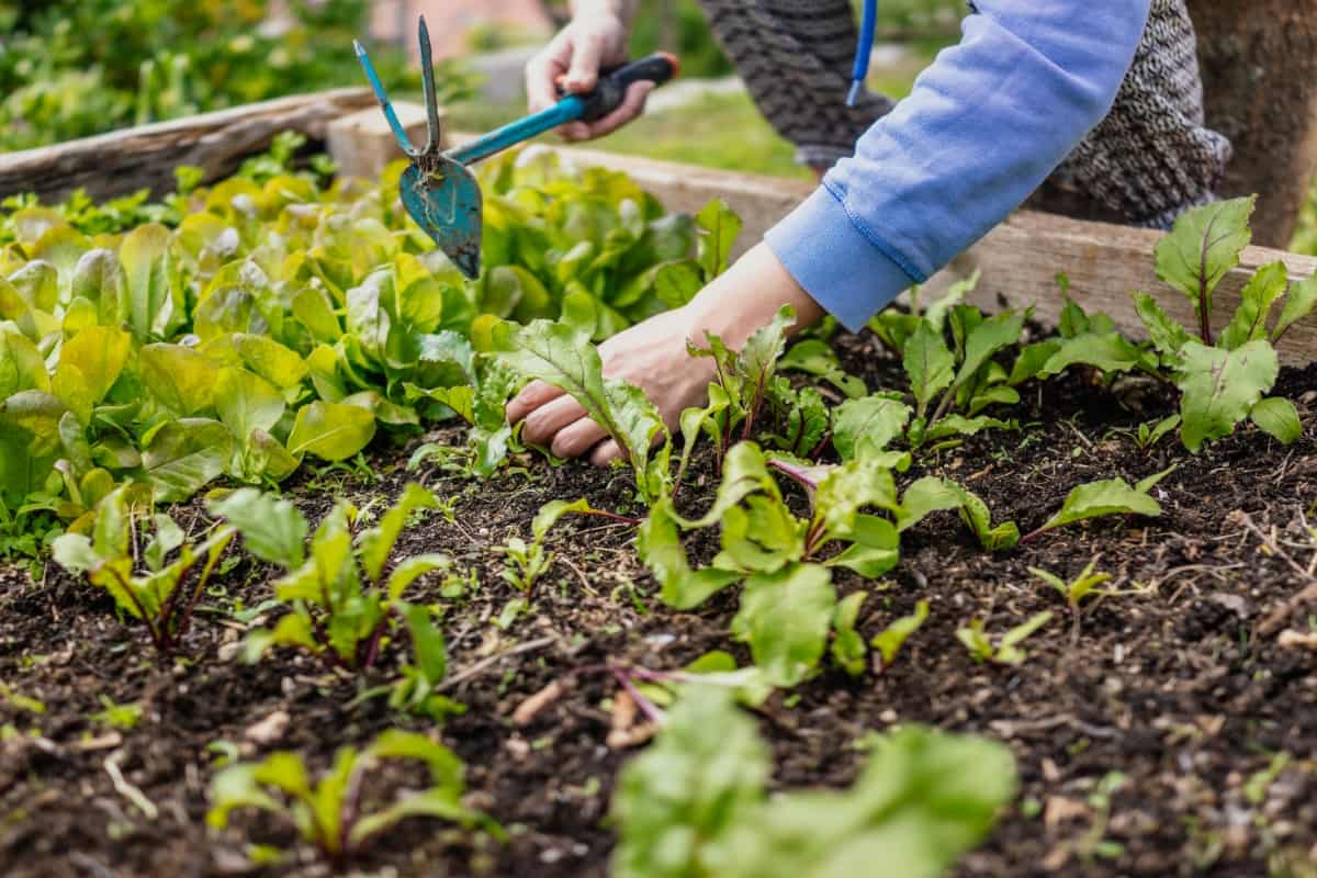 How to Grow Leafy Greens on Raised Beds