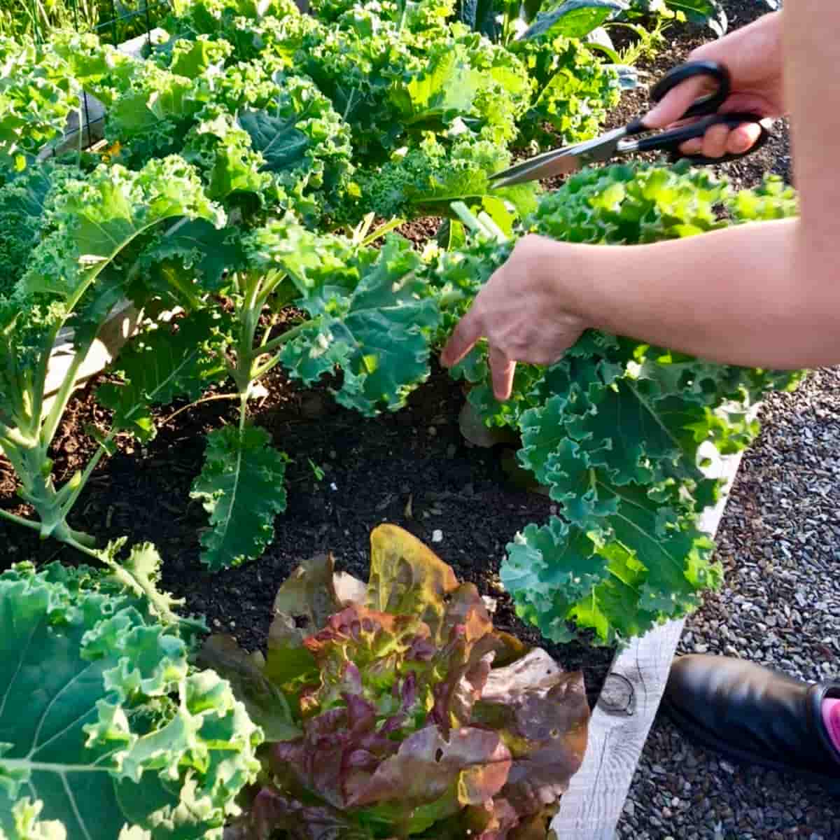 Kale Harvesting