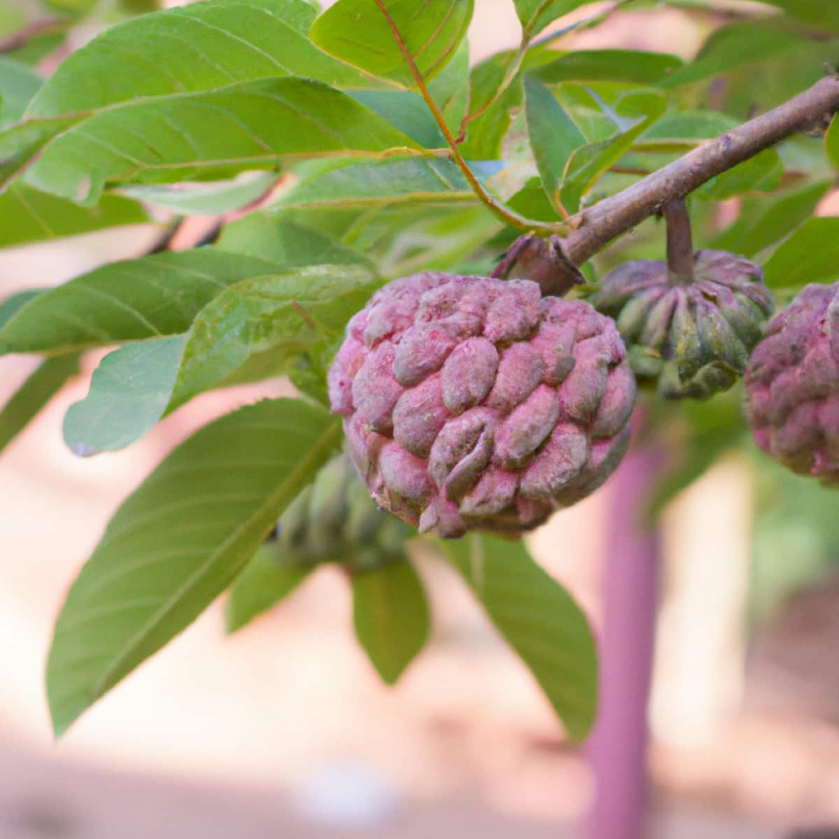 How to Grow Purple Custard Apple from Seed