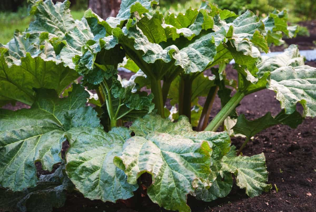 How to Grow Rhubarb from Scratch