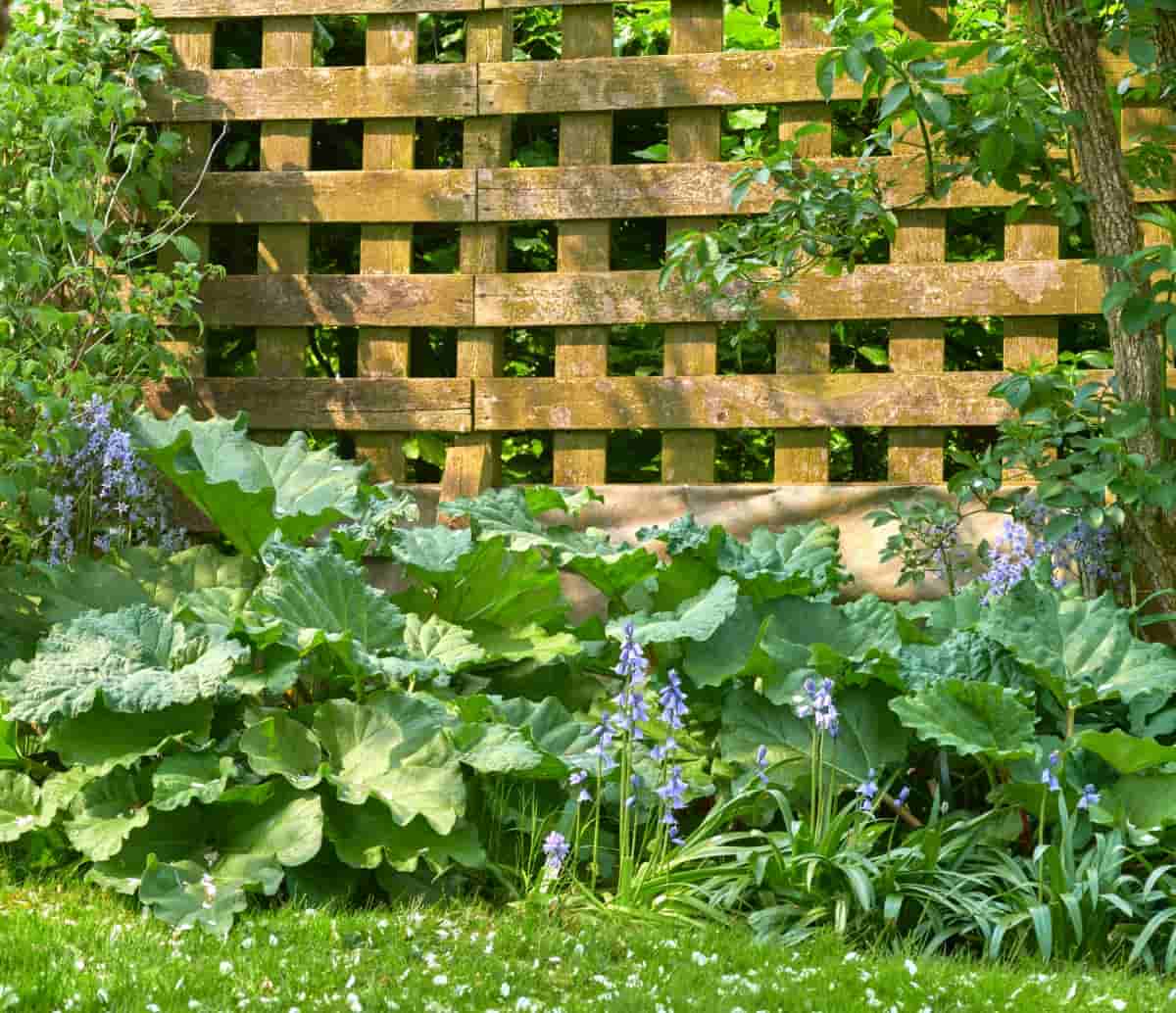 Rhubarb in Back Yard Garden