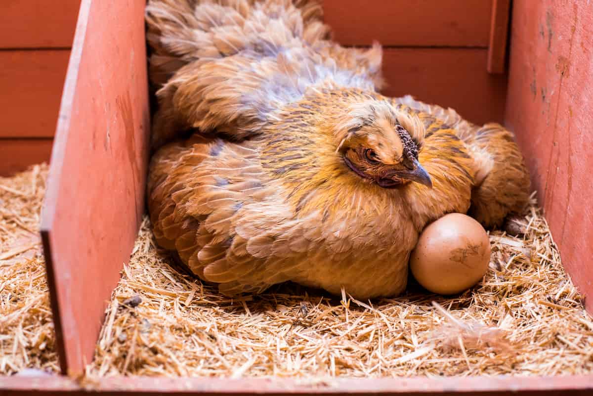 Red Hen Incubating Eggs