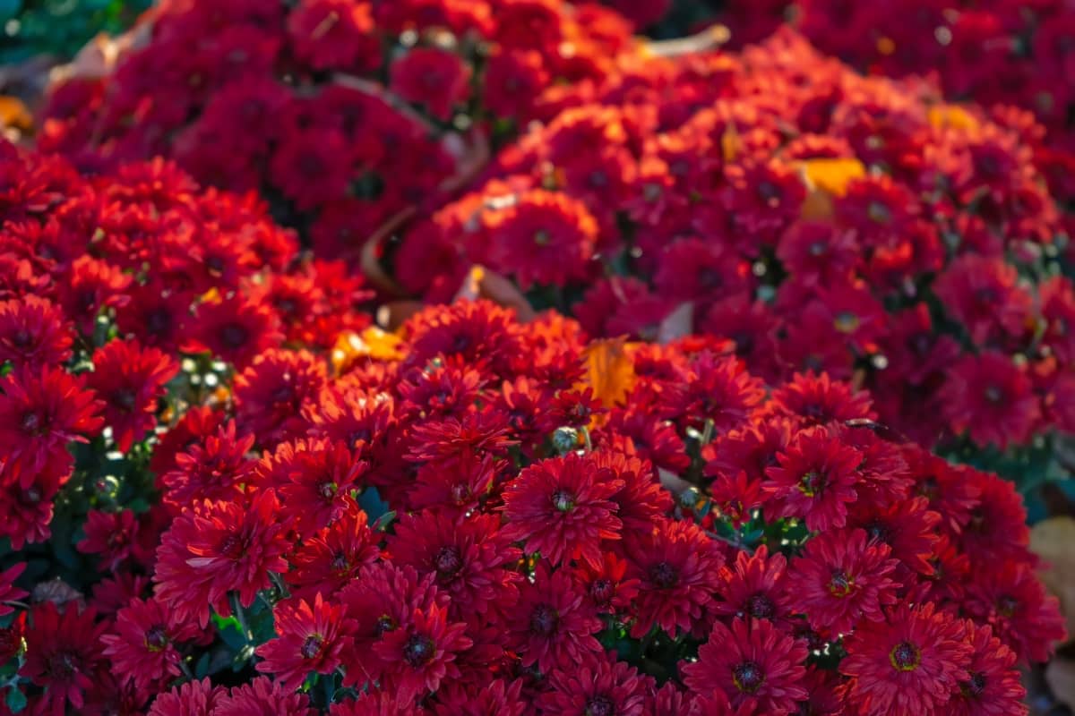 Bright Red Chrysanthemums