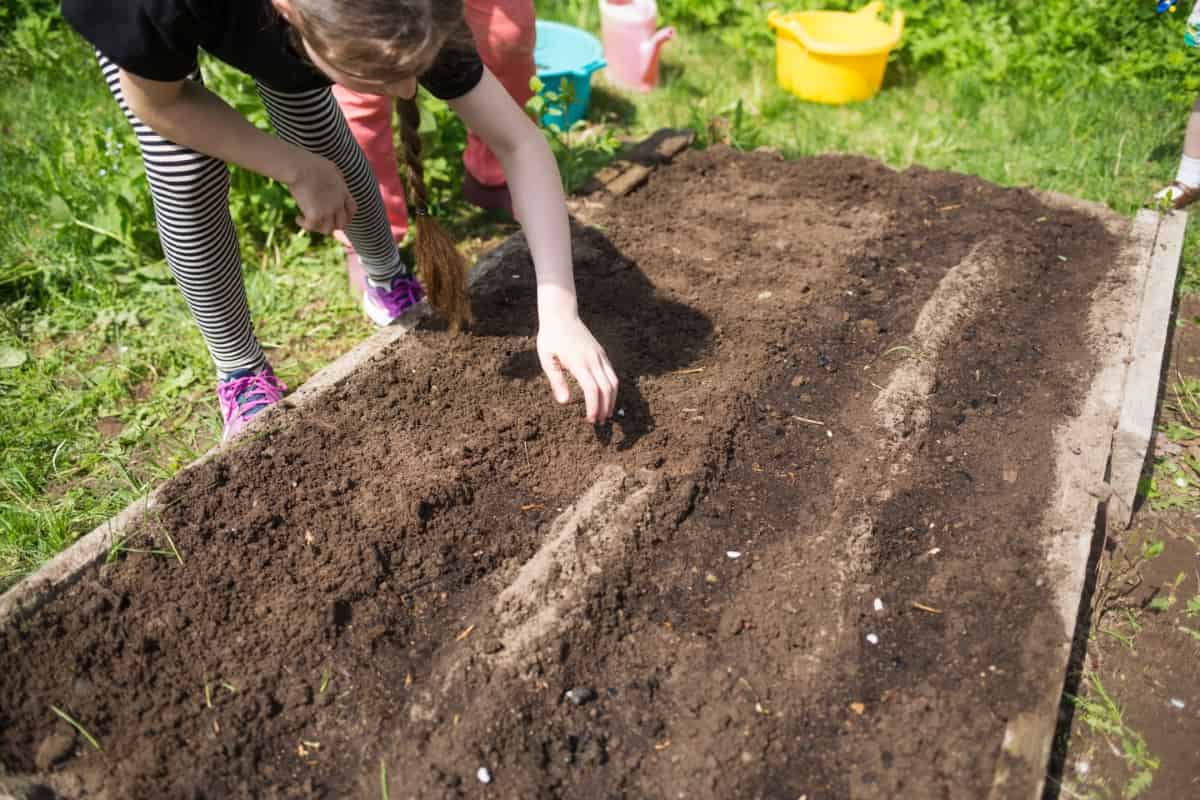 Planting Vegetable Seeds in Garden Bed