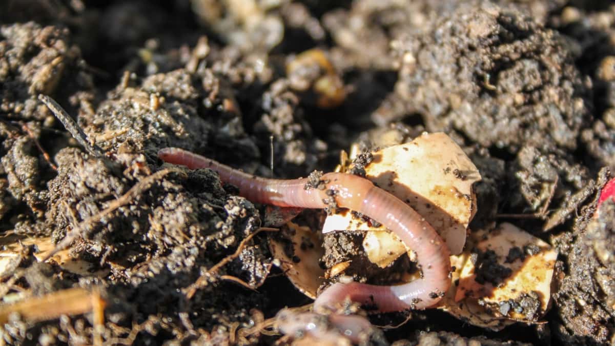 How to Prevent Worms from Escaping Vermicompost