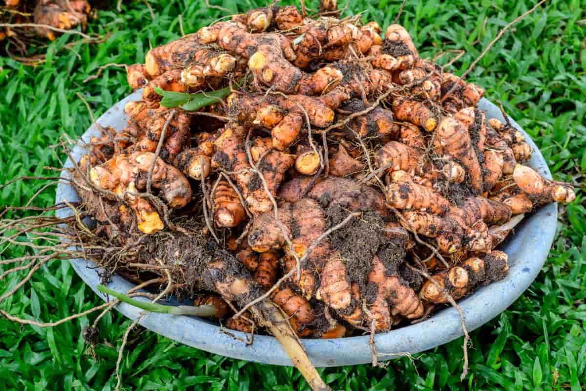 Heaps of Freshly Harvested Turmeric Roots