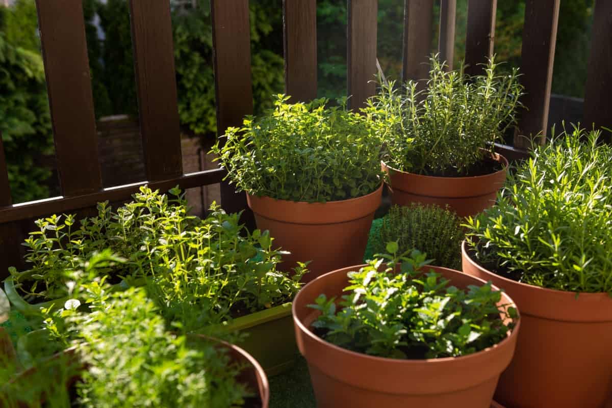 Fresh Herbs in Containers