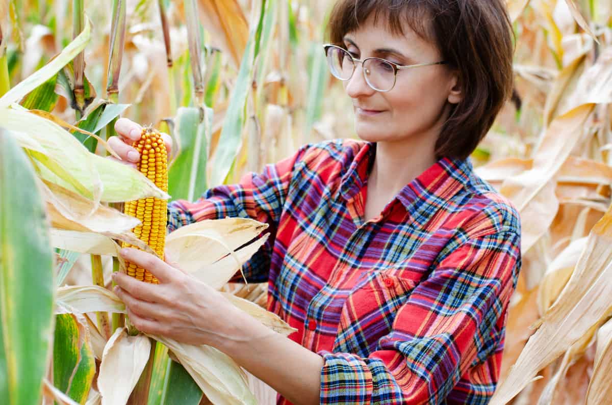 How to Start Corn Farming in North Carolina
