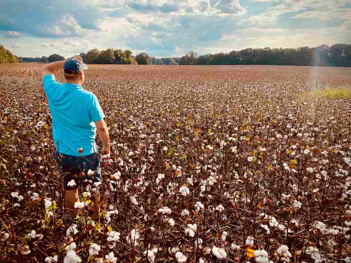 How to Start Cotton Farming in North Carolina