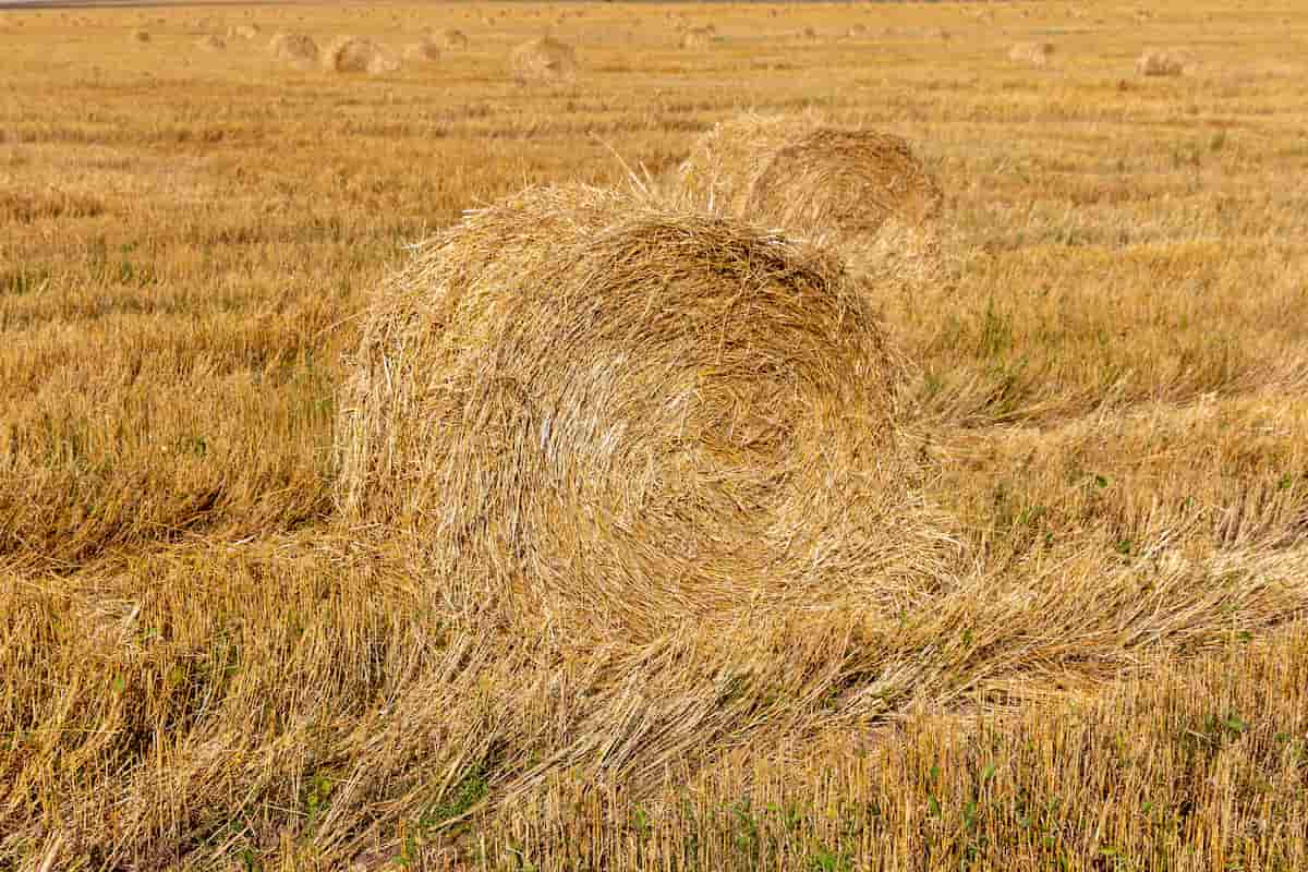 How to Start Hay Forage Farming in California