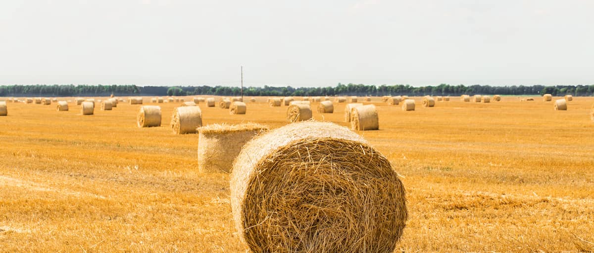 Hay Bales on The Field After Harvest