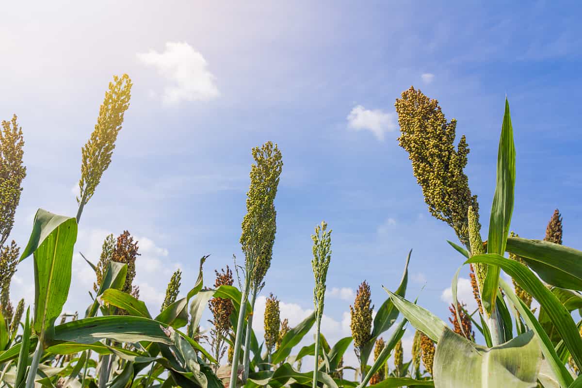 How to Start Sorghum Farming in Texas