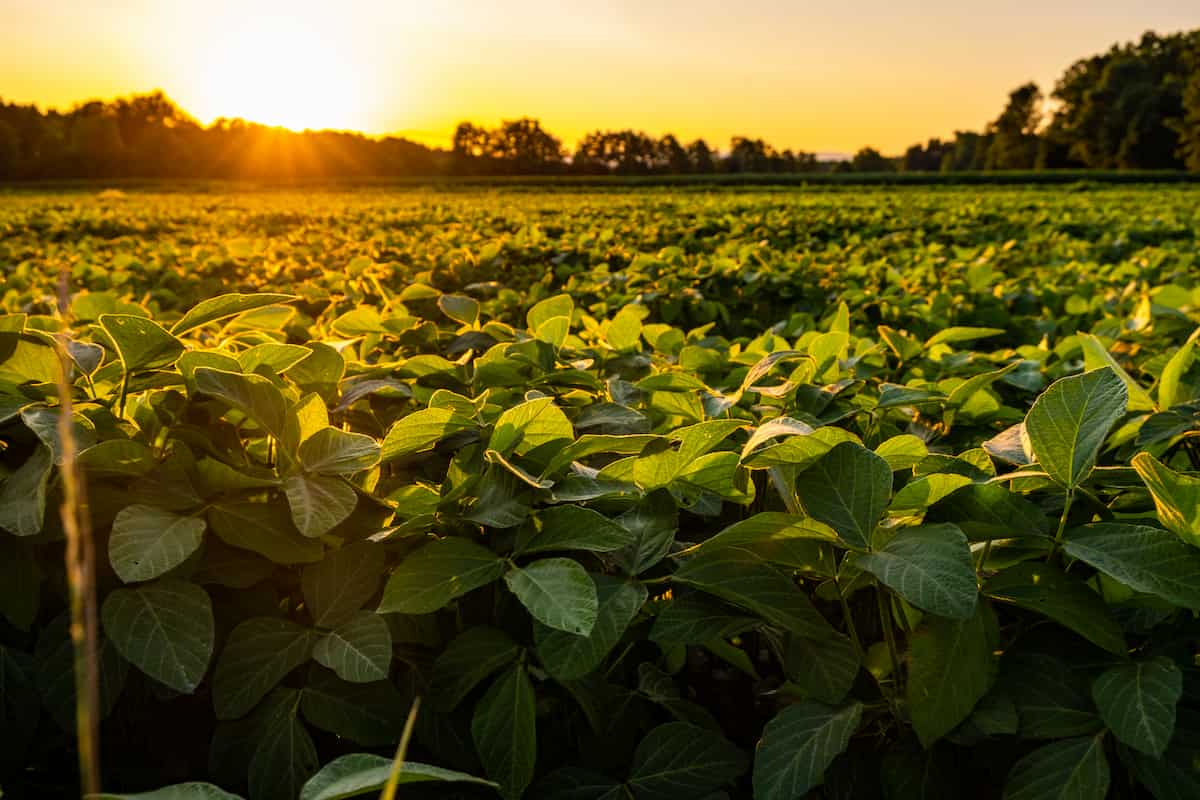 How to Start Soybean Farming in Wisconsin

