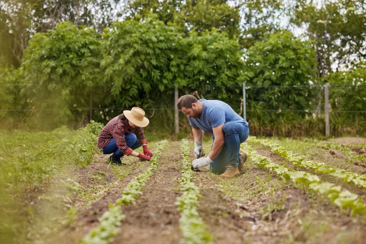 Planting Organic Vegetable Crops