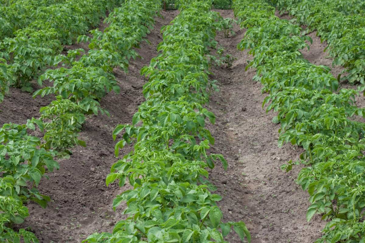 Potato field with green potato shoots