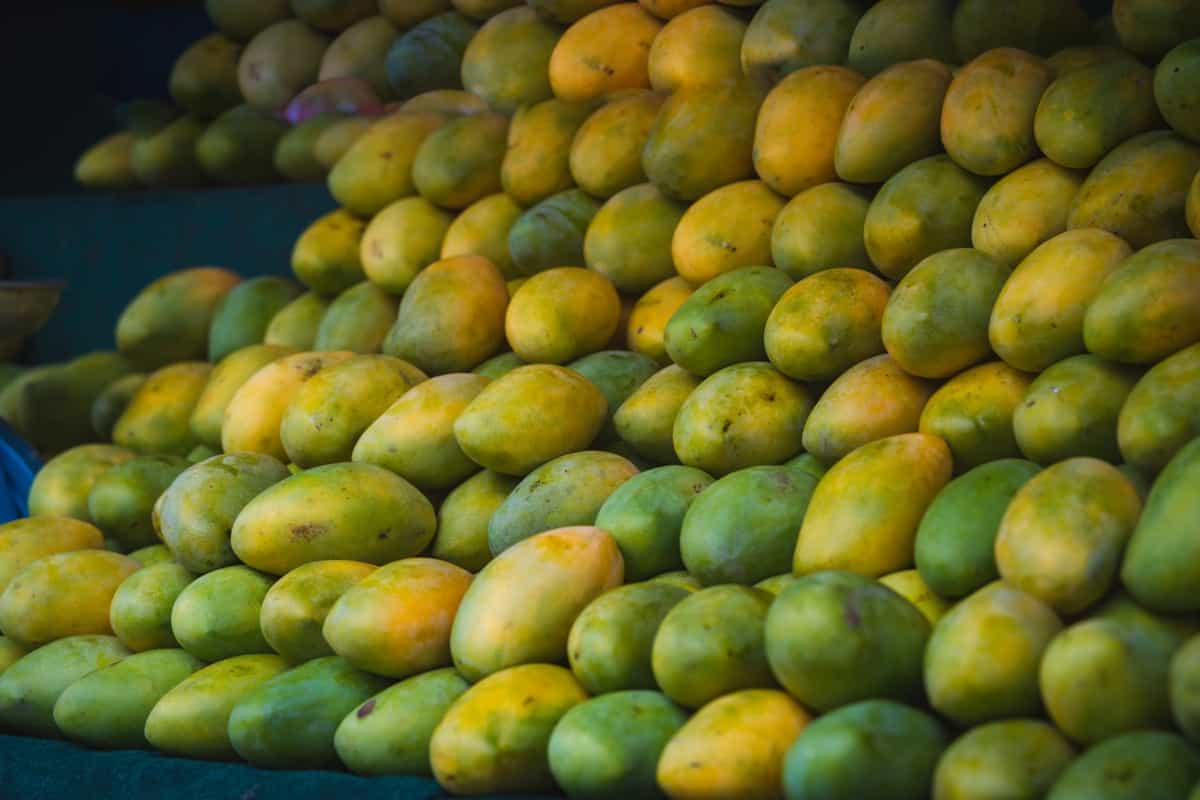 Kesar Mango Farming3
