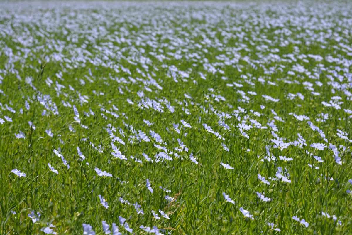 Field of Purple Flax in Flower
